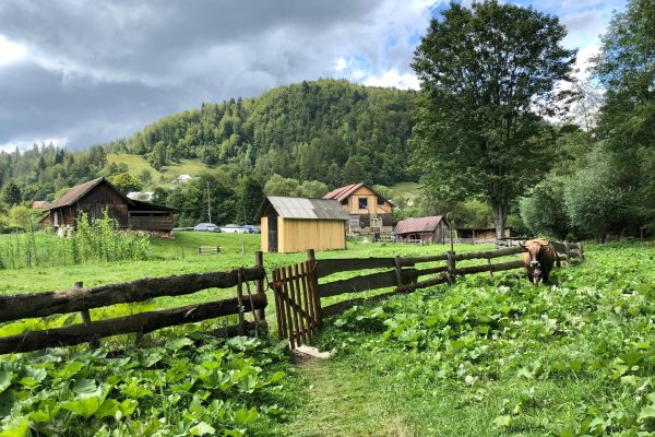 The cow in the mountains on green grass near farm house